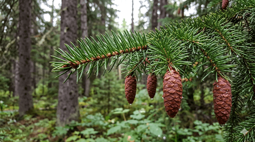 Red Spruce